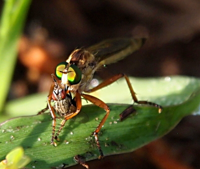 [The robber fly holds the flesh fly such that the striped back and reddish eyes of the flesh fly are visible. The robber fly has huge emerald-like green eyes and a long cylindrical body. Its shortest legs are nearly twice the length of the flesh fly.]